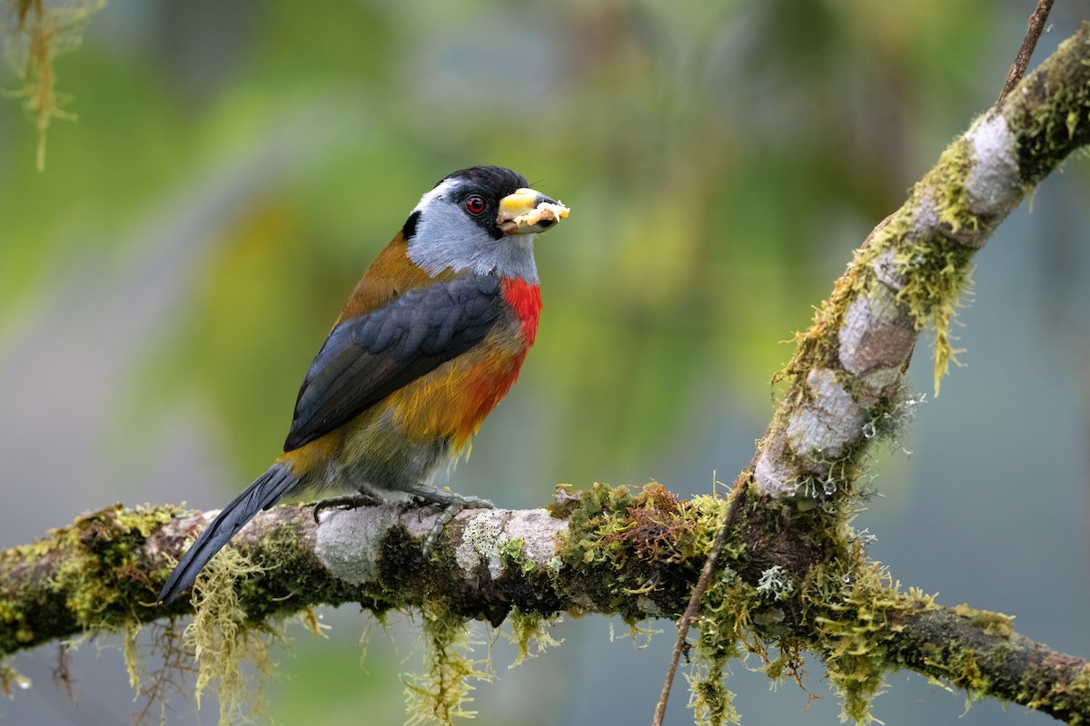 Toucan Barbet - ML422240101