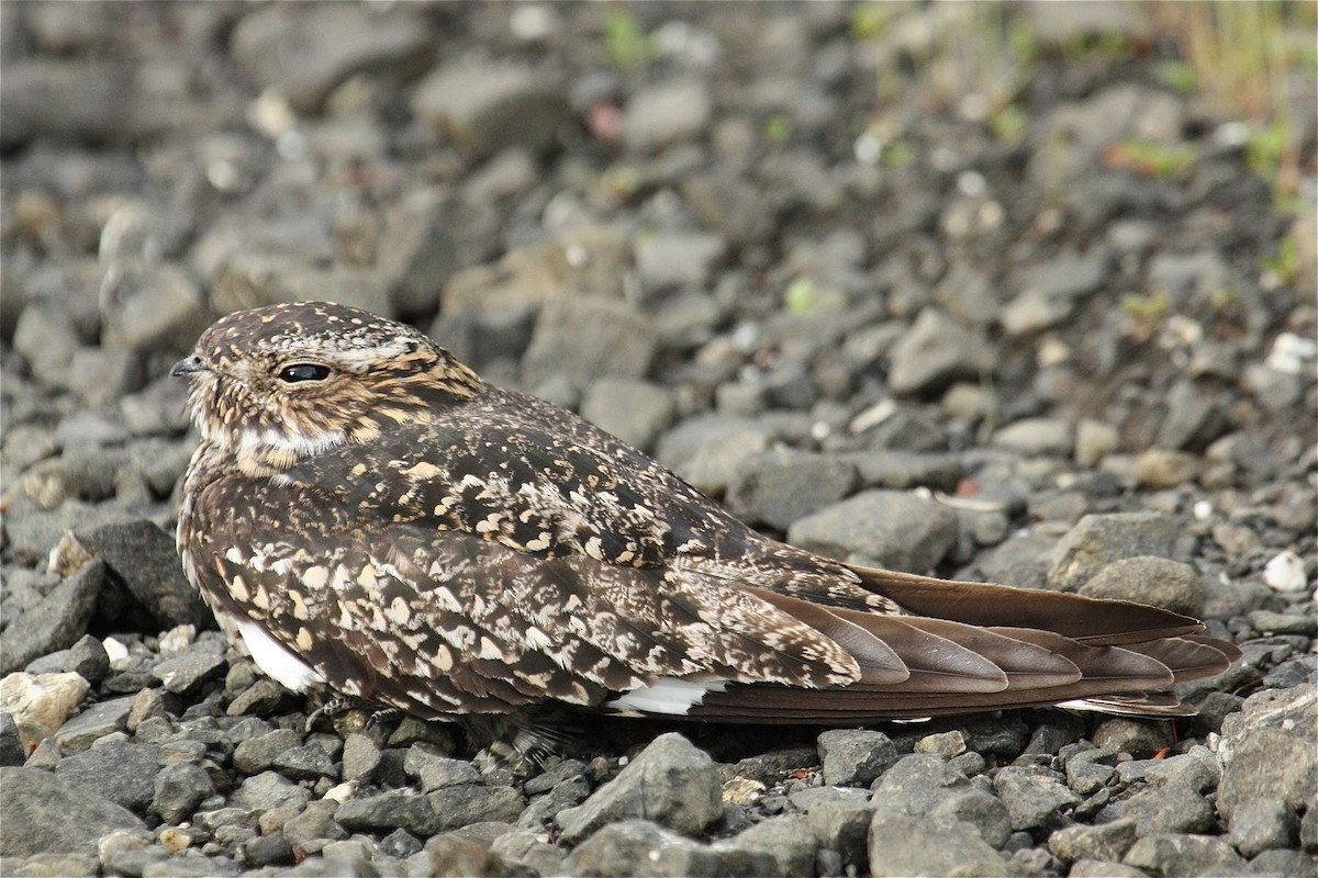 Common Nighthawk - ML42224051