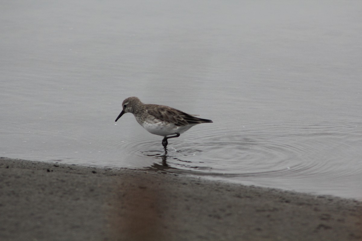 White-rumped Sandpiper - ML422241771