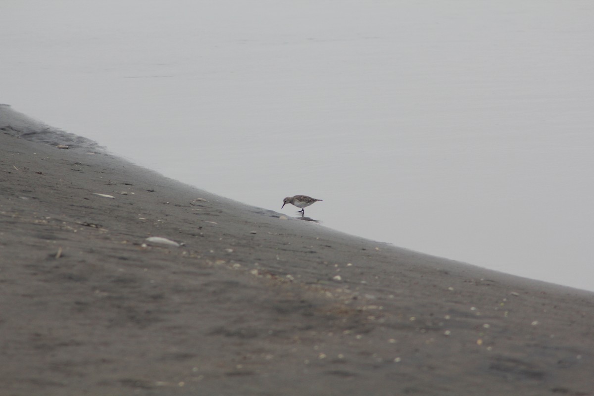 White-rumped Sandpiper - ML422241821