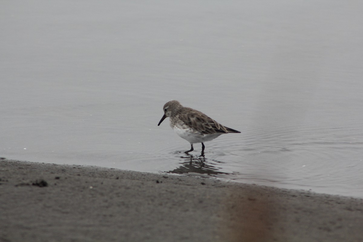 White-rumped Sandpiper - ML422241831