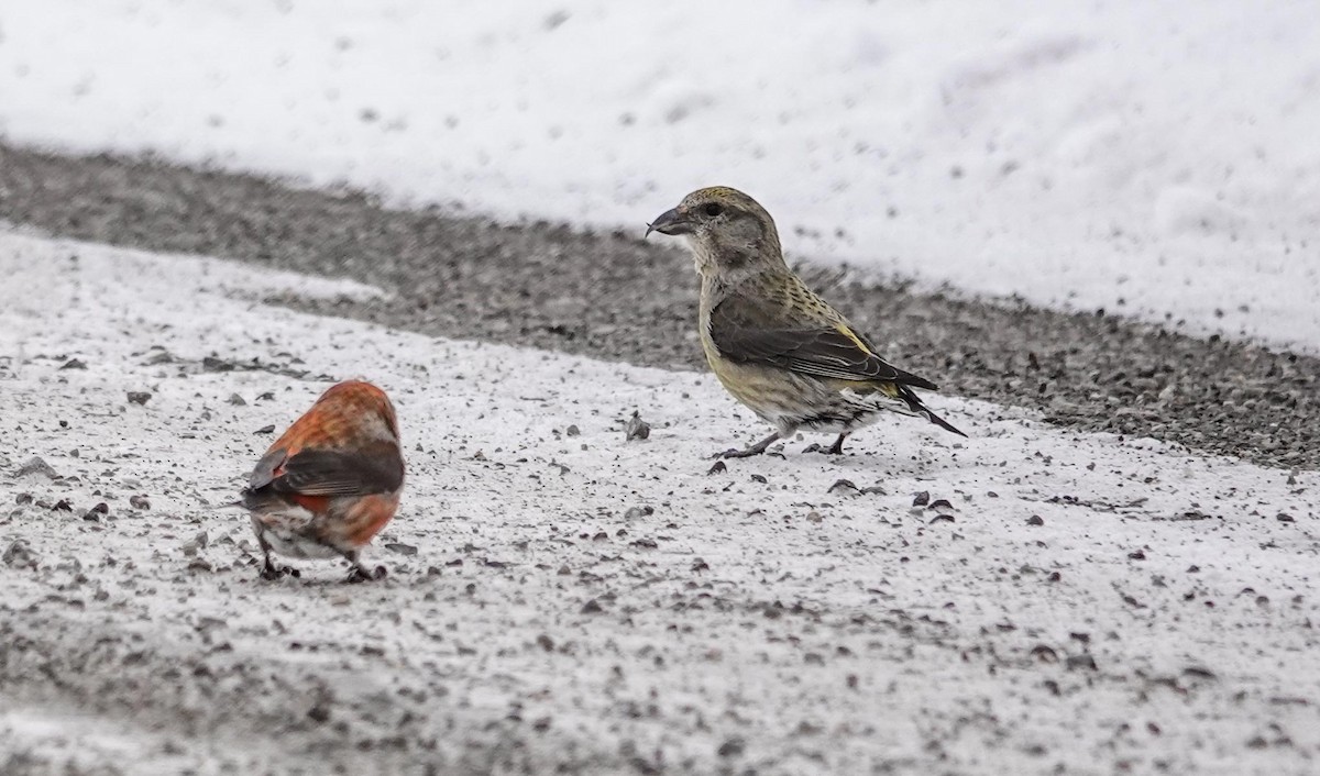 Red Crossbill - Gale VerHague