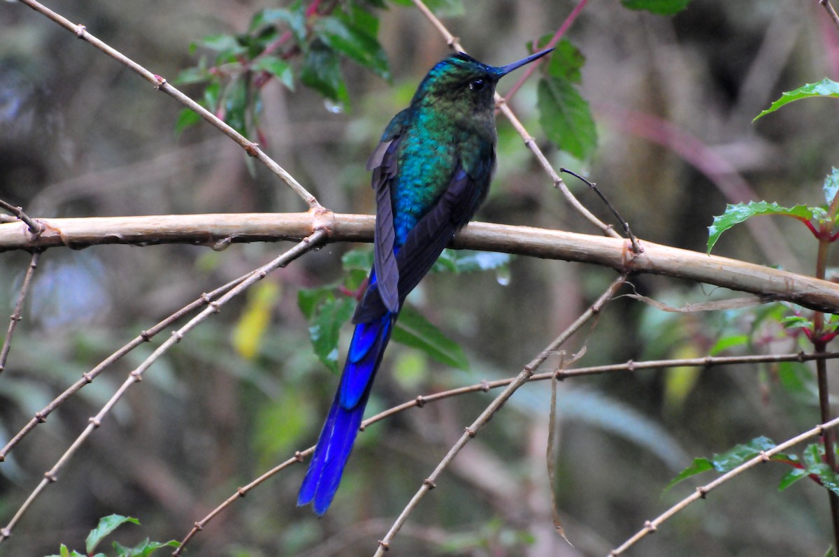 Violet-tailed Sylph - ML422243411