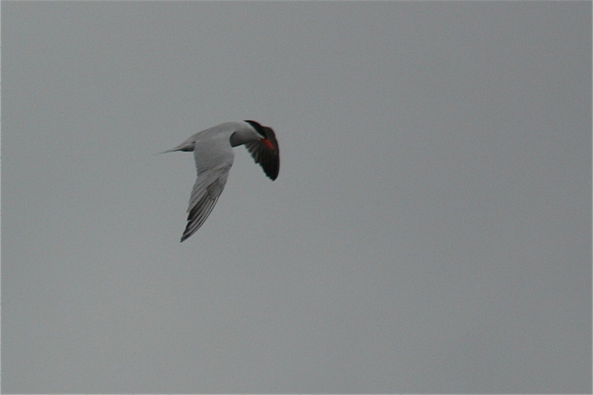 Caspian Tern - W. Douglas Robinson