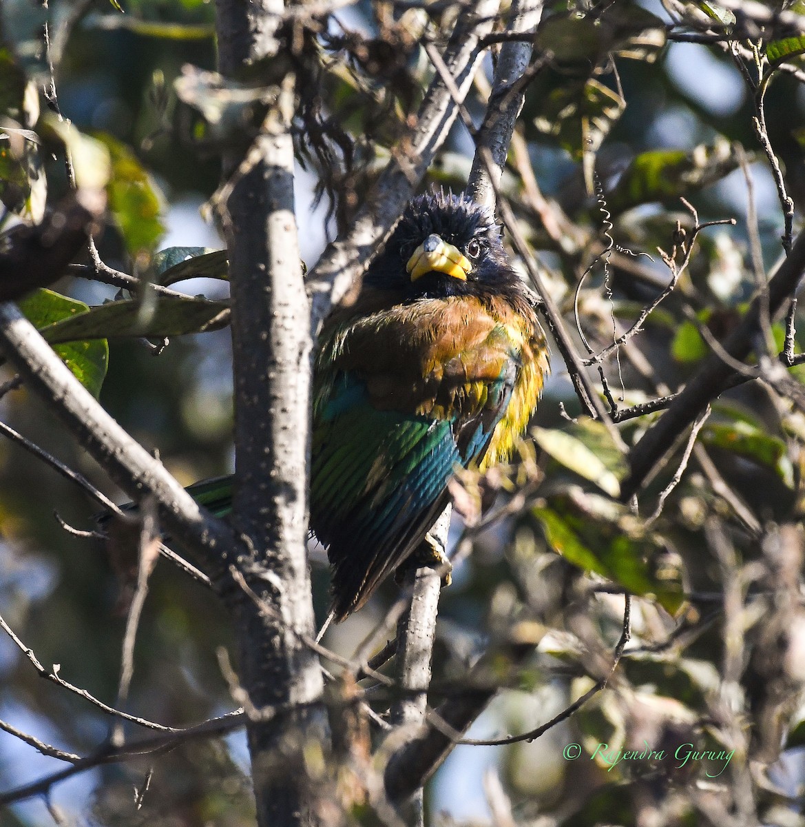 barbet velký - ML422244741