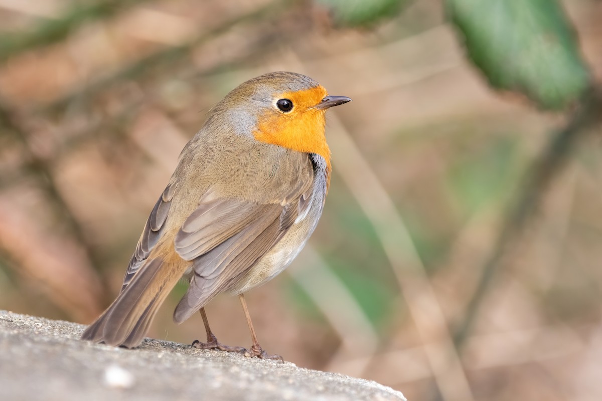 European Robin - ML422245291