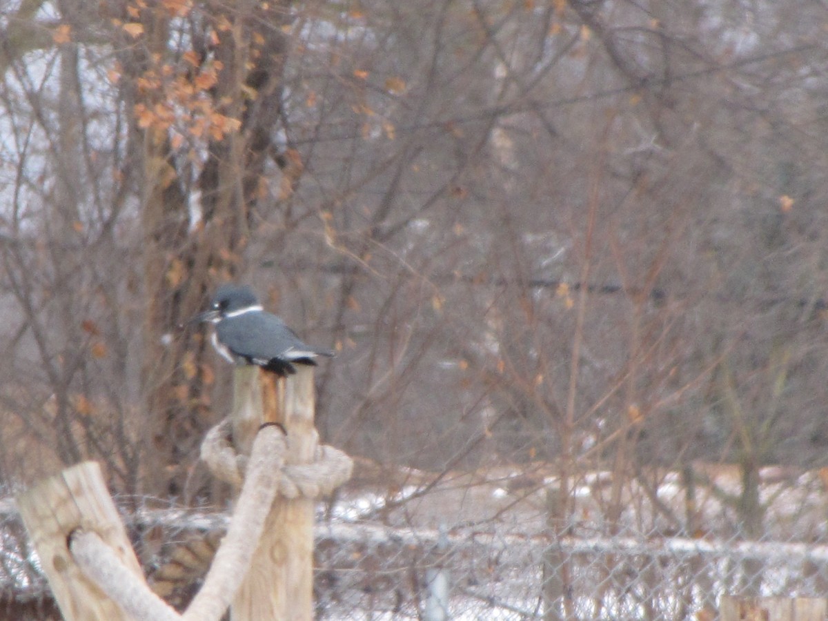 Belted Kingfisher - ML42224541