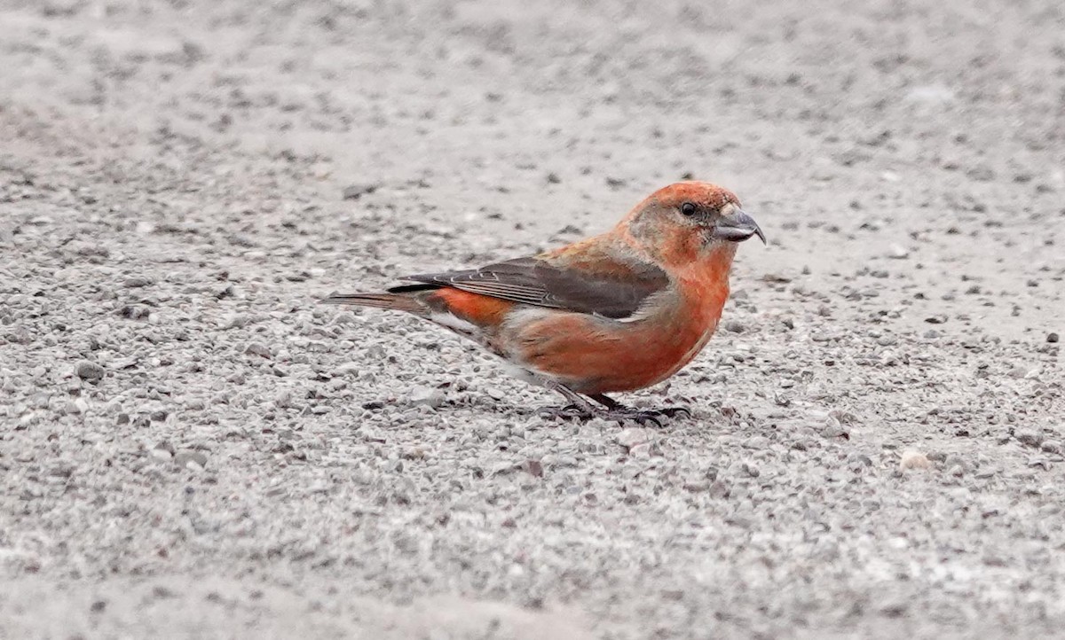 Red Crossbill - Gale VerHague