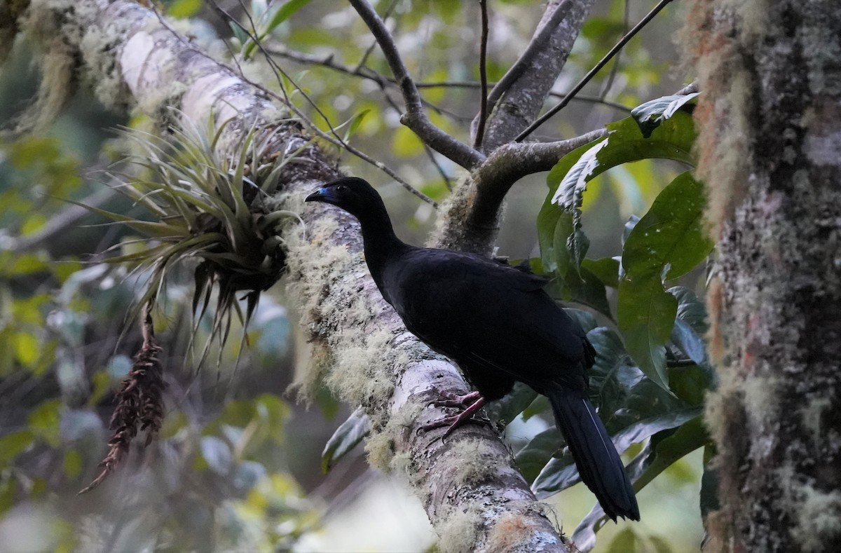 Schwarzguan - ML422245891