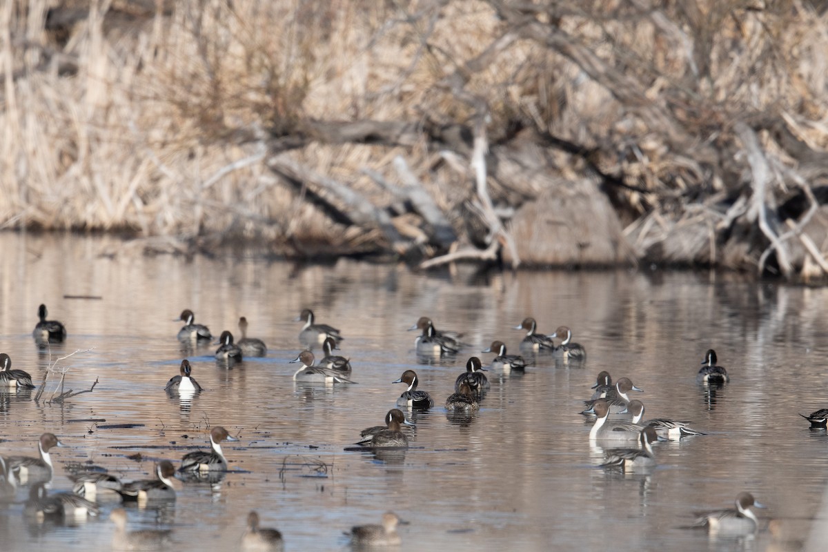 Northern Pintail - ML422246691