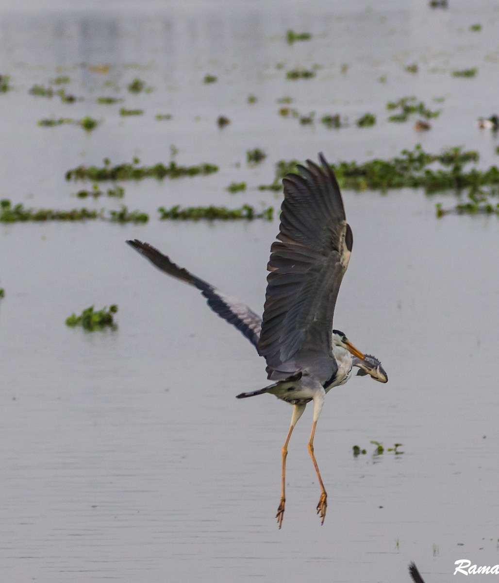 Gray Heron - Rama Neelamegam