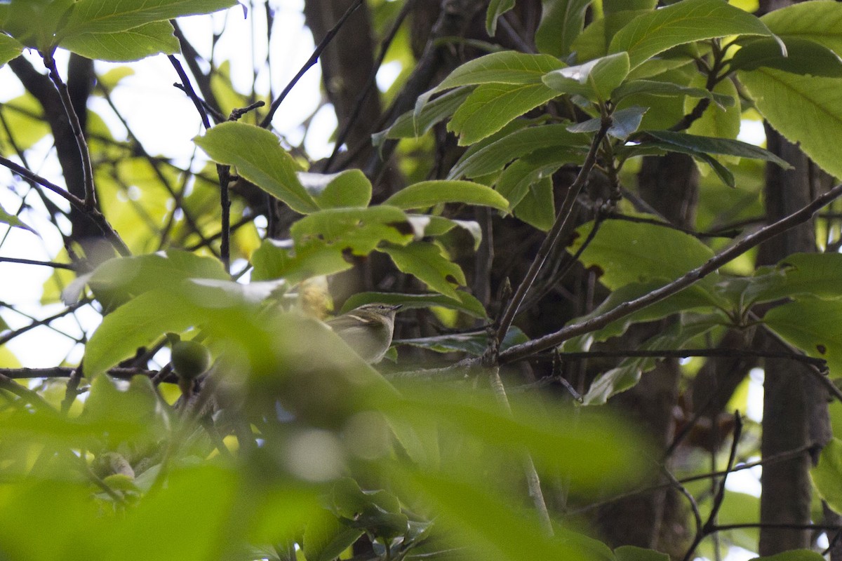 Ashy-throated Warbler - ML42224801