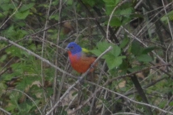 Painted Bunting - ML422248311