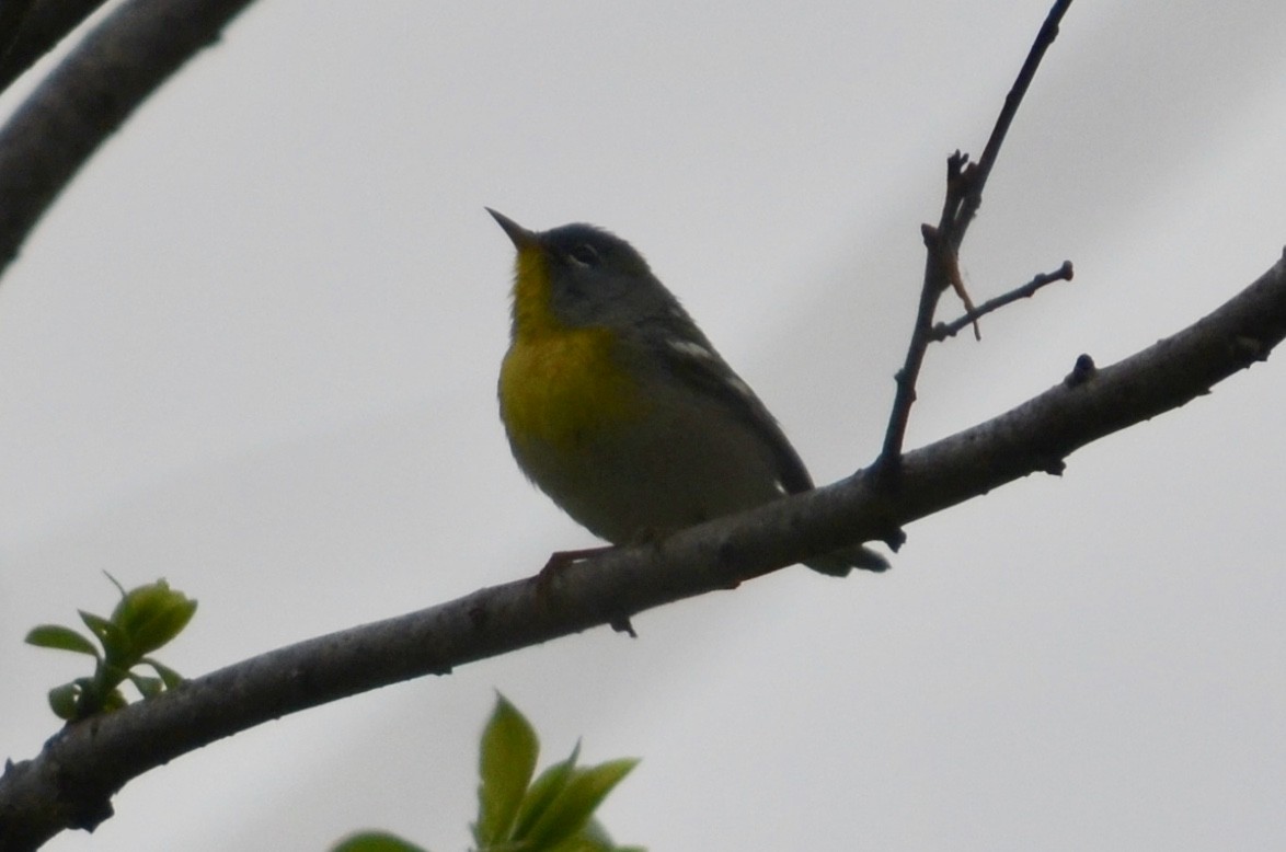 Northern Parula - ML422248381