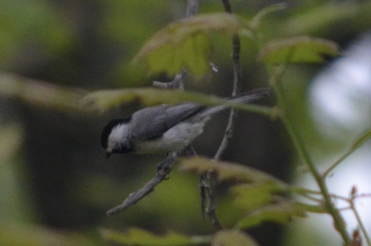 Carolina Chickadee - ML422248531