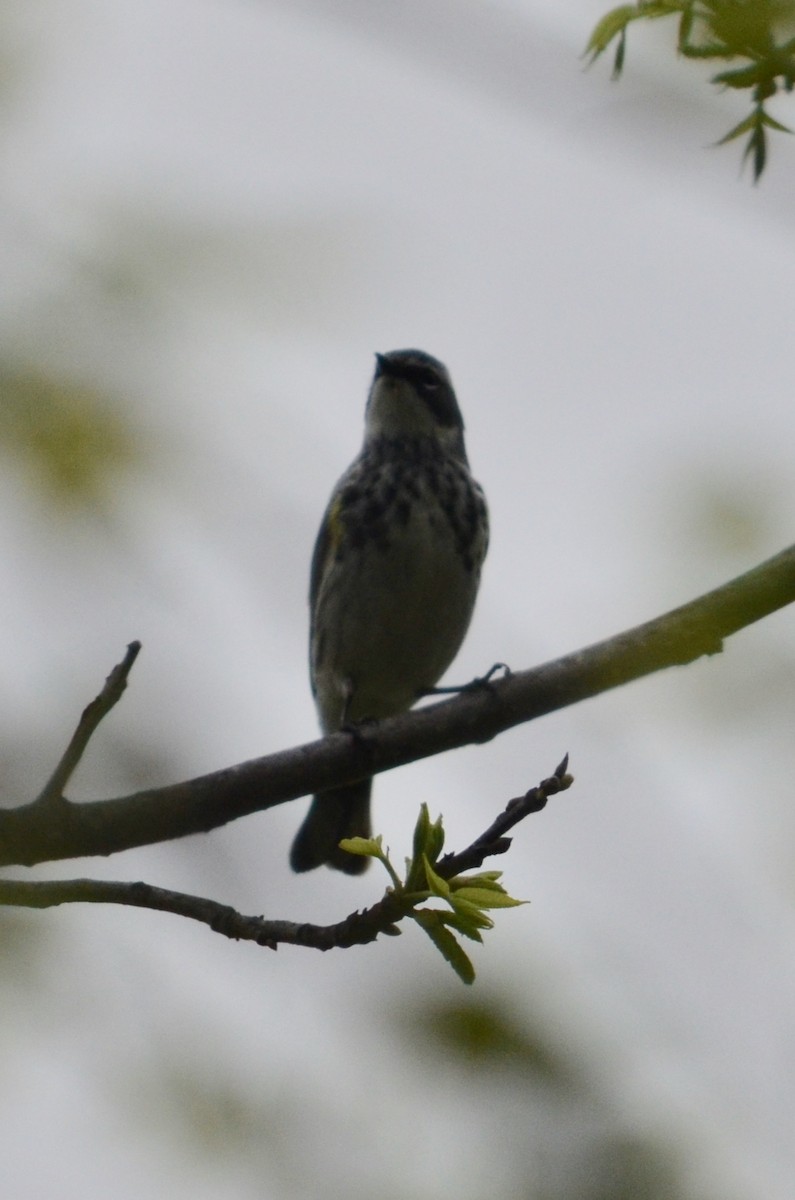 Yellow-rumped Warbler (Myrtle) - ML422248761