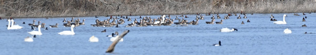 Greater White-fronted Goose - ML422248801