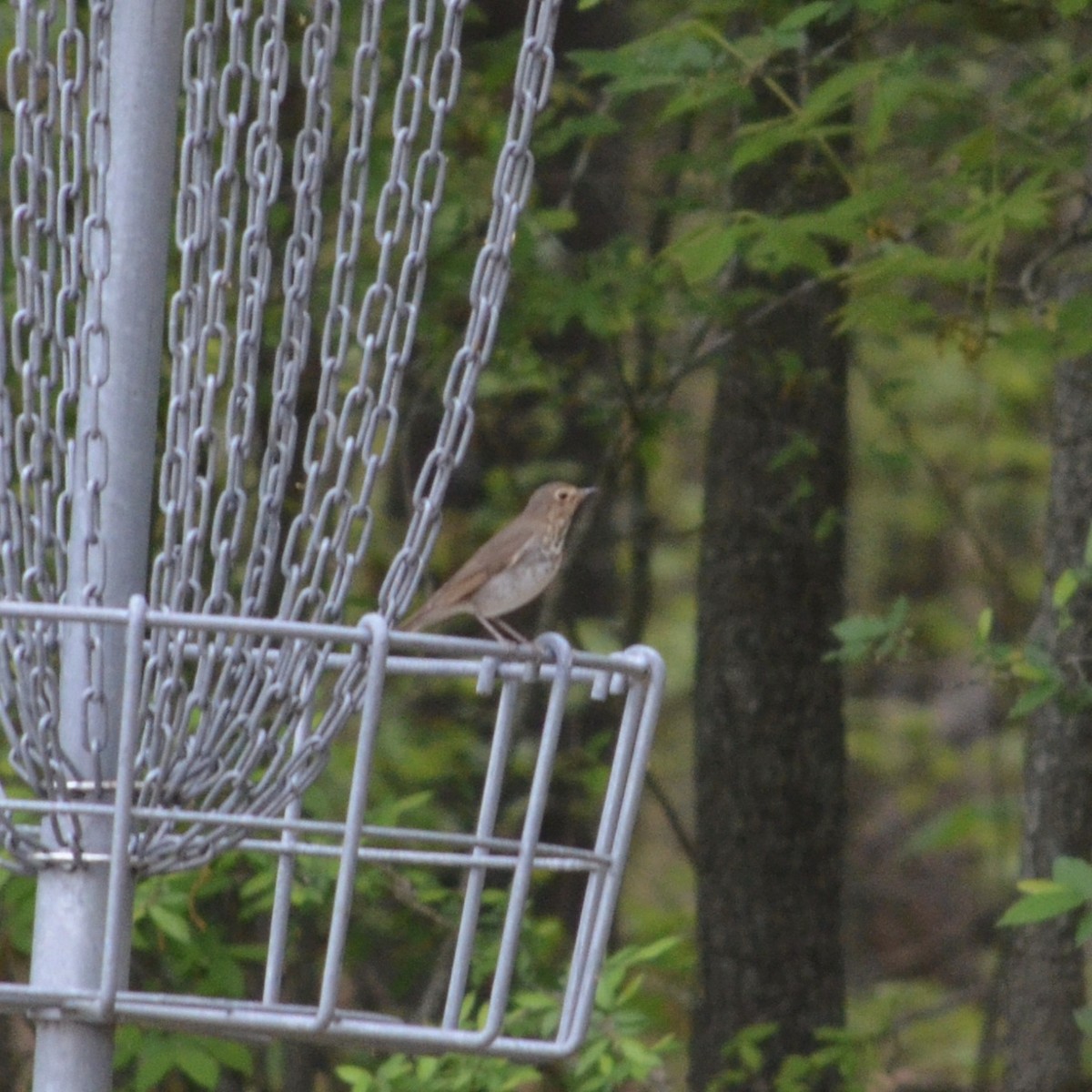 Swainson's Thrush - ML422248861