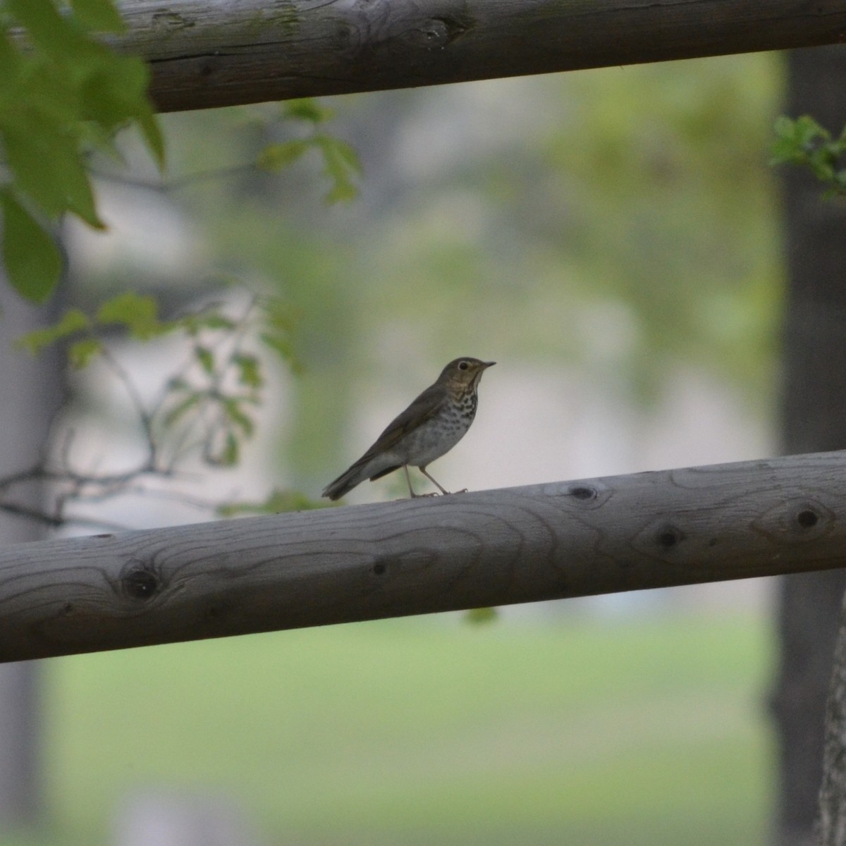 Swainson's Thrush - ML422248921