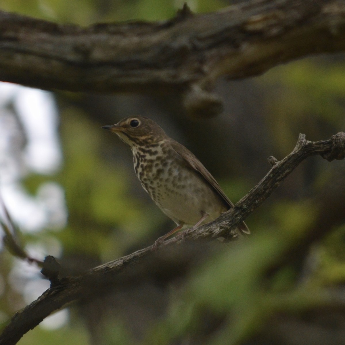 Swainson's Thrush - ML422248991