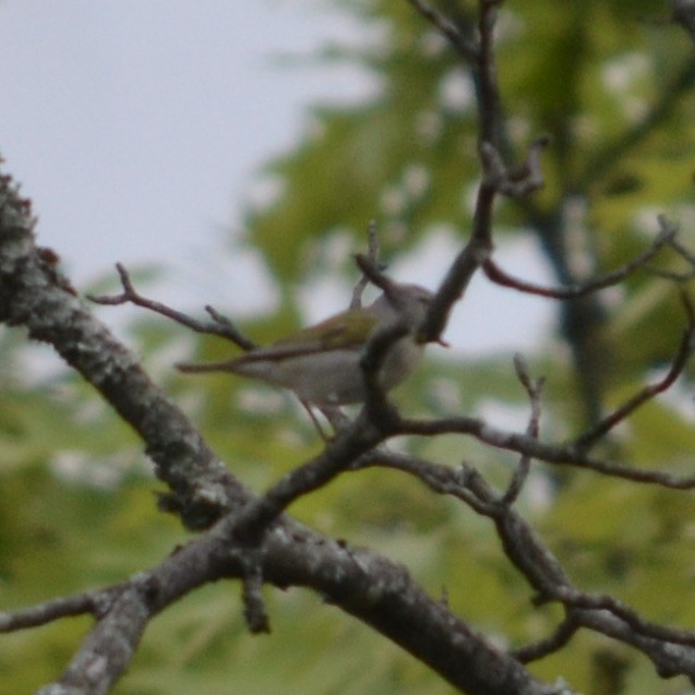 Tennessee Warbler - ML422249041