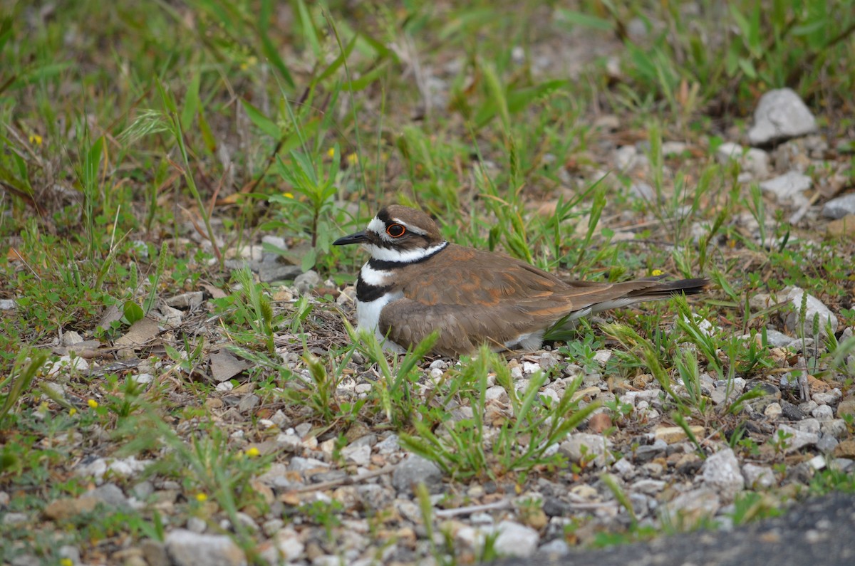 Killdeer - ML422249361