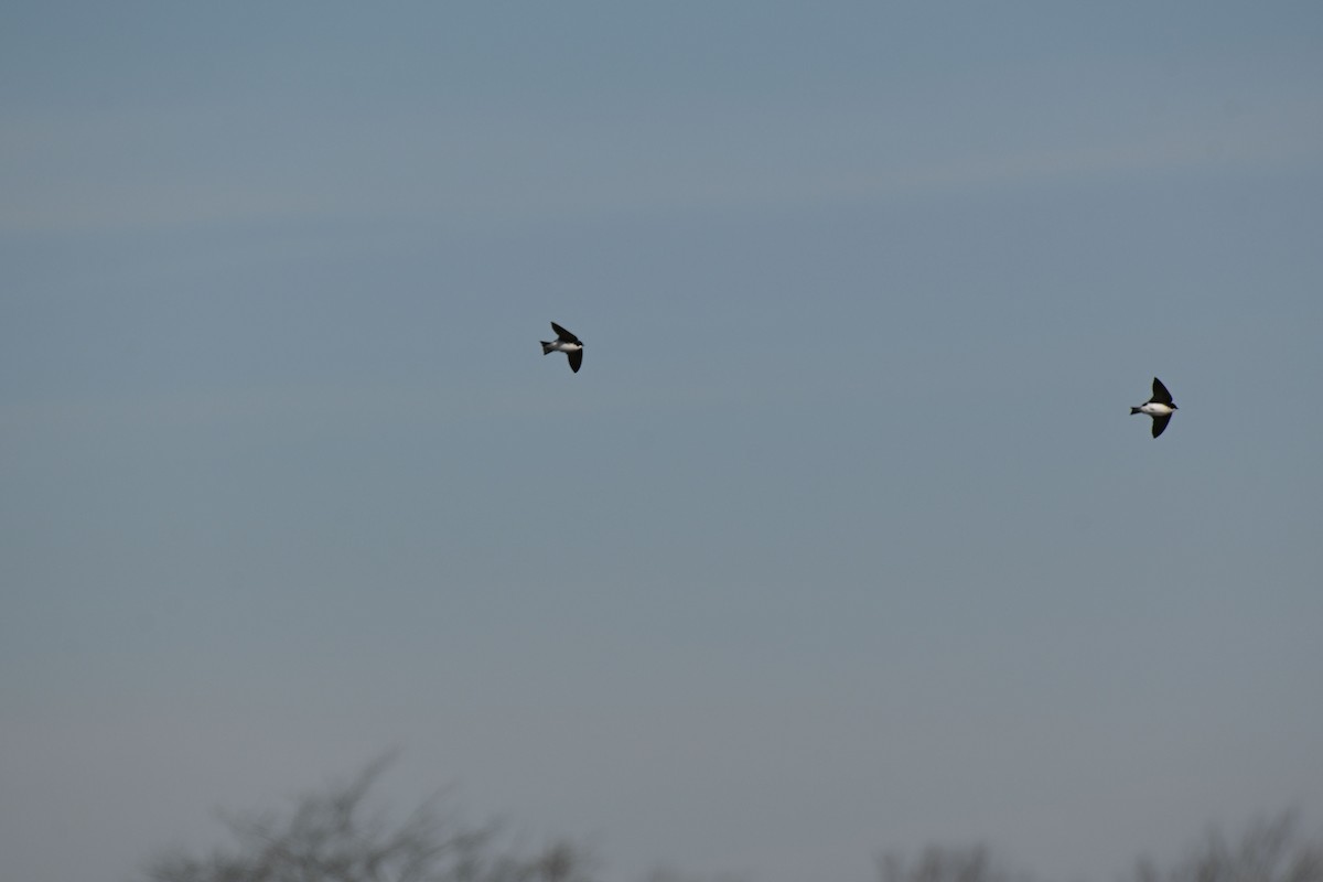 Tree Swallow - Rick Luehrs