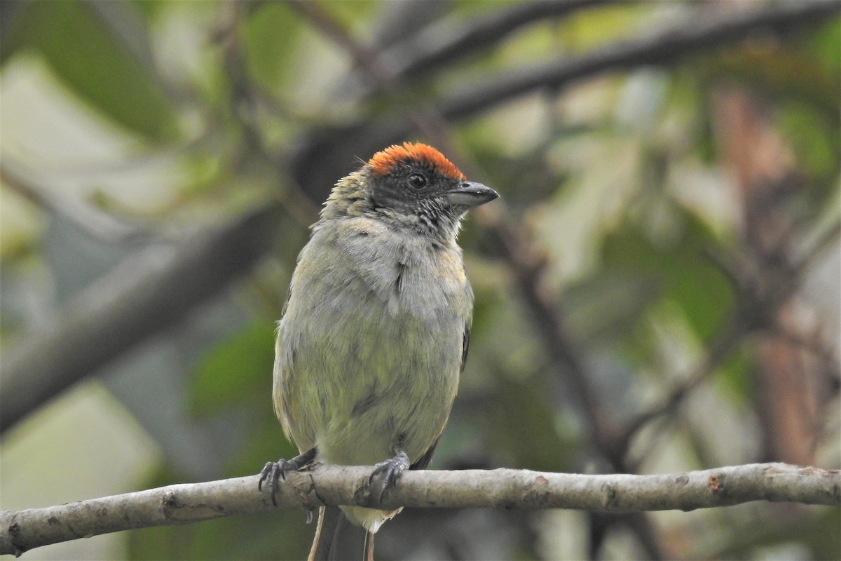 Scrub Tanager - ML422251941