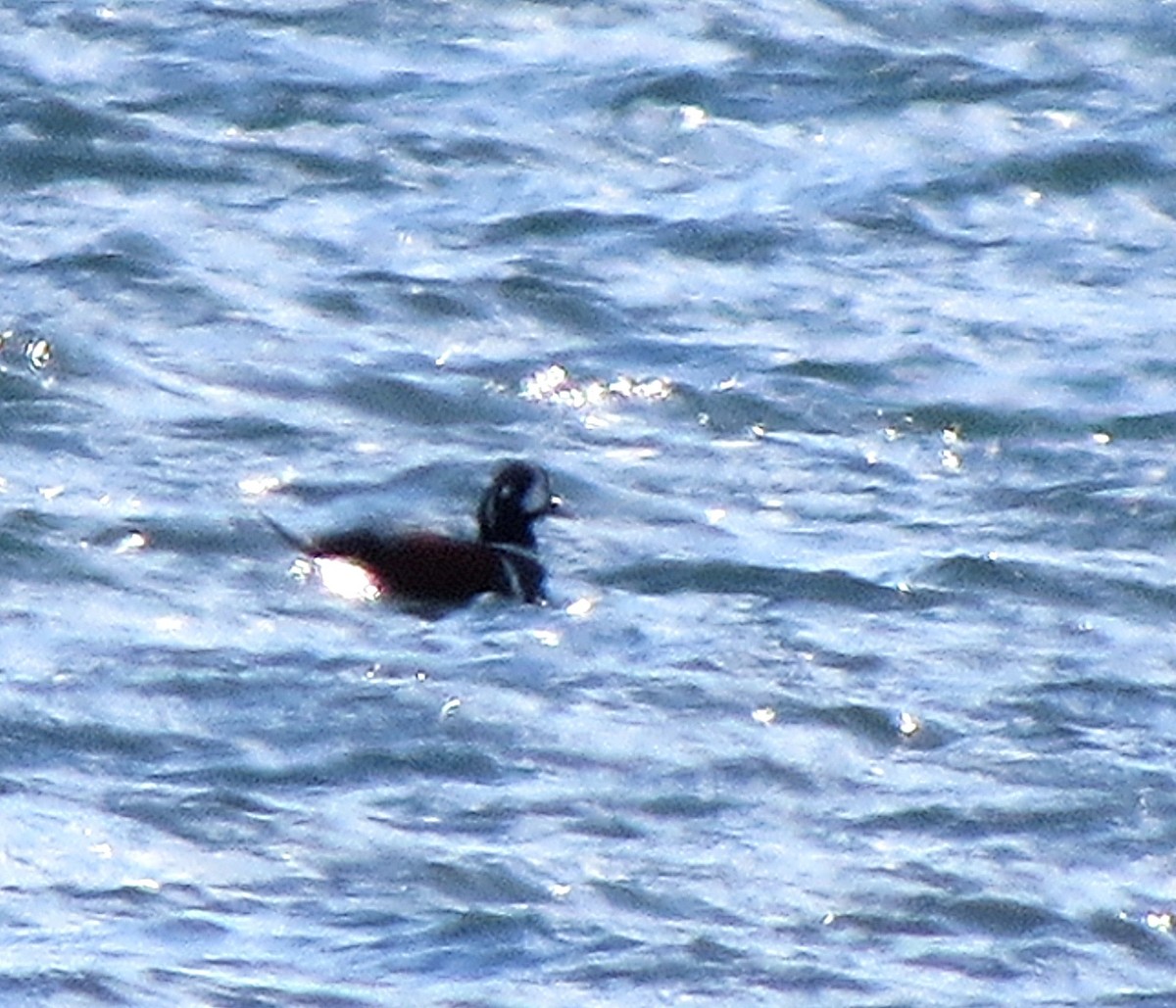 Harlequin Duck - ML42225241