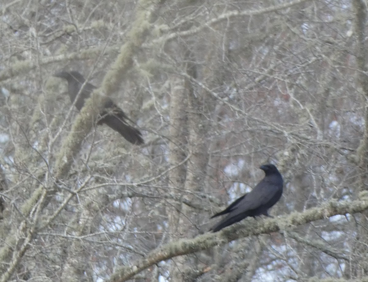 Common Raven - ML422252561