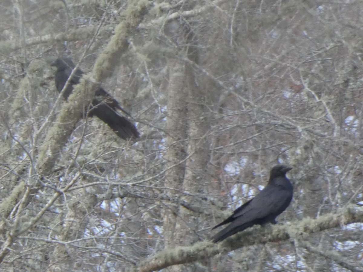 Common Raven - ML422252571