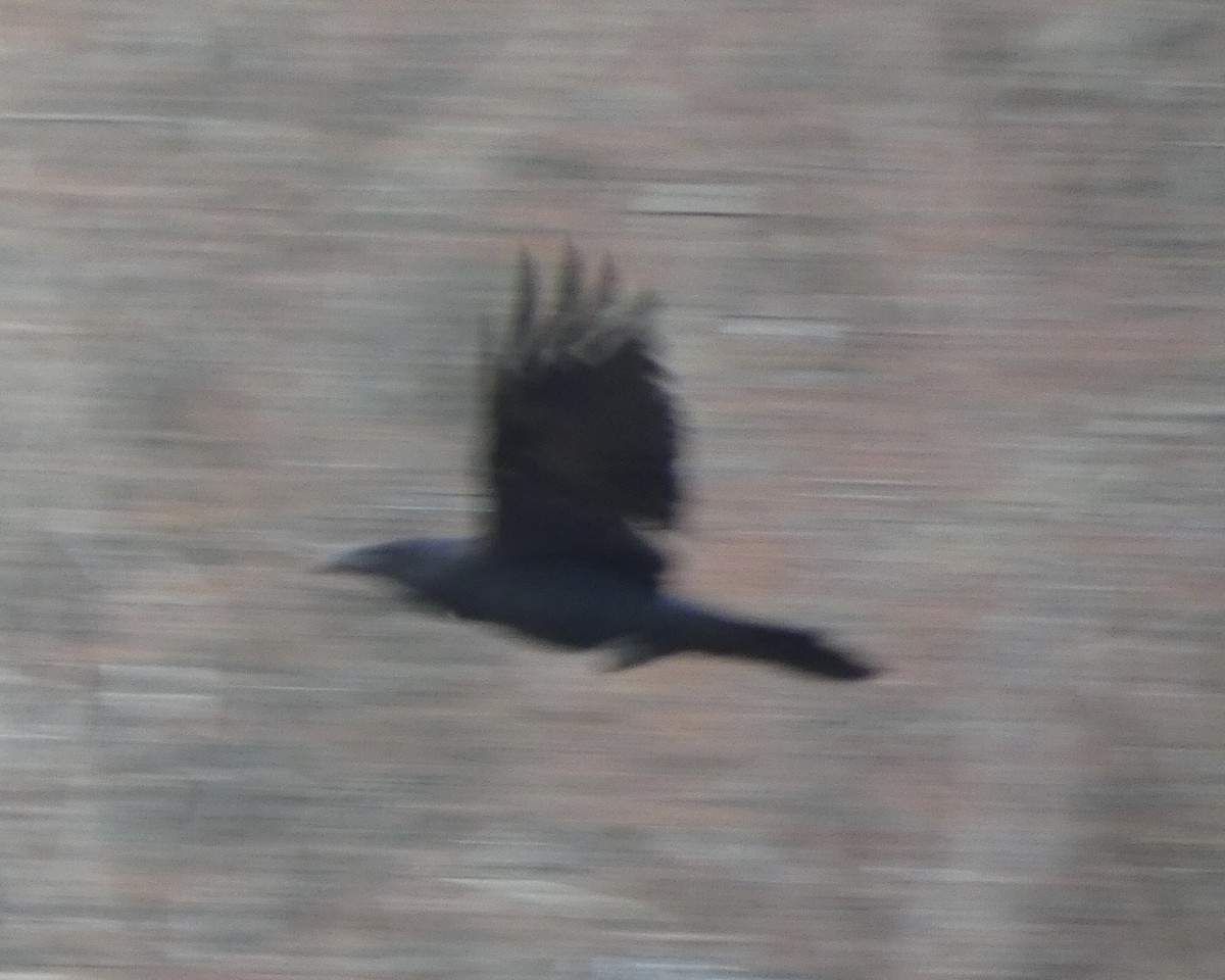 Common Raven - ML422252611