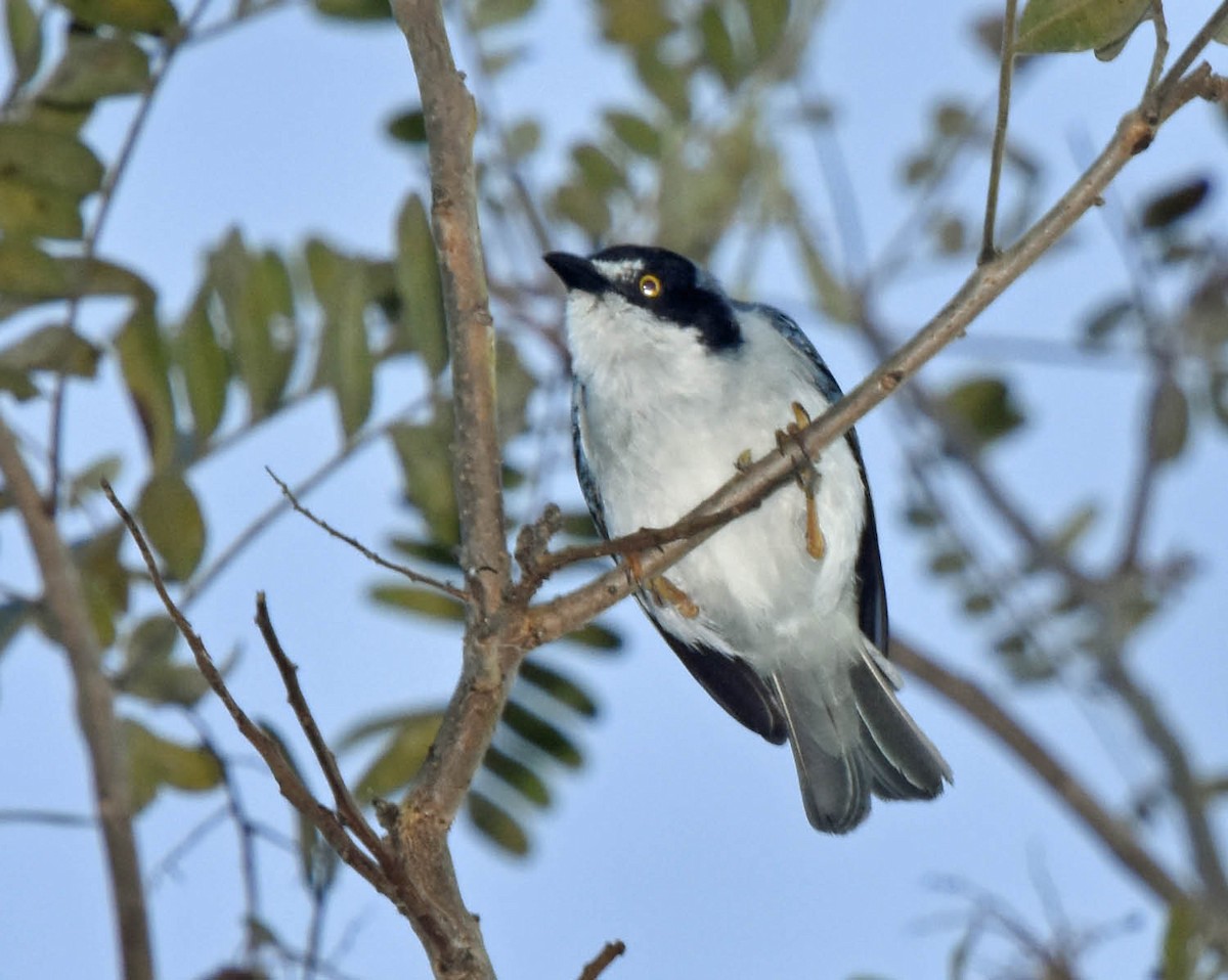 Hooded Tanager - ML42225421