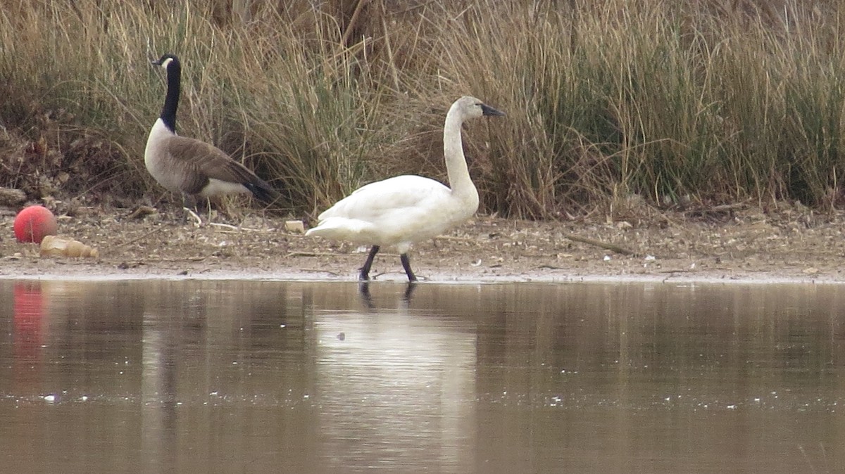 Tundra Swan - ML422255571