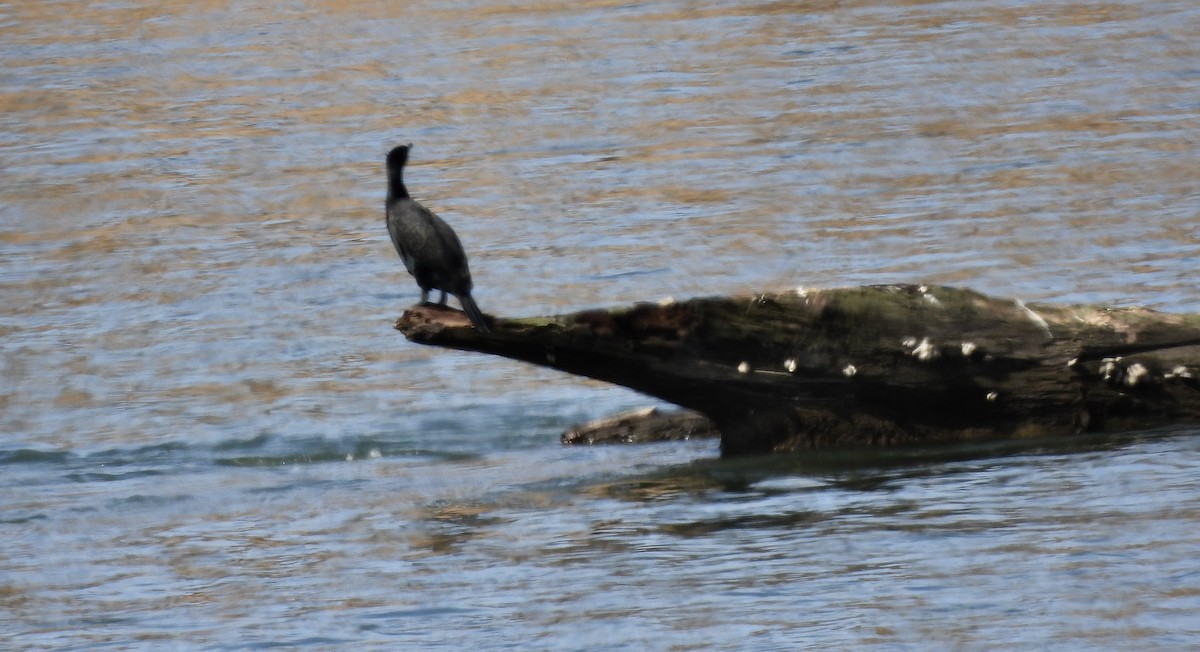 Double-crested Cormorant - ML422255771