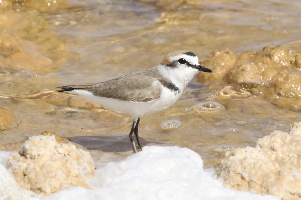 Kentish Plover - Krista Oswald