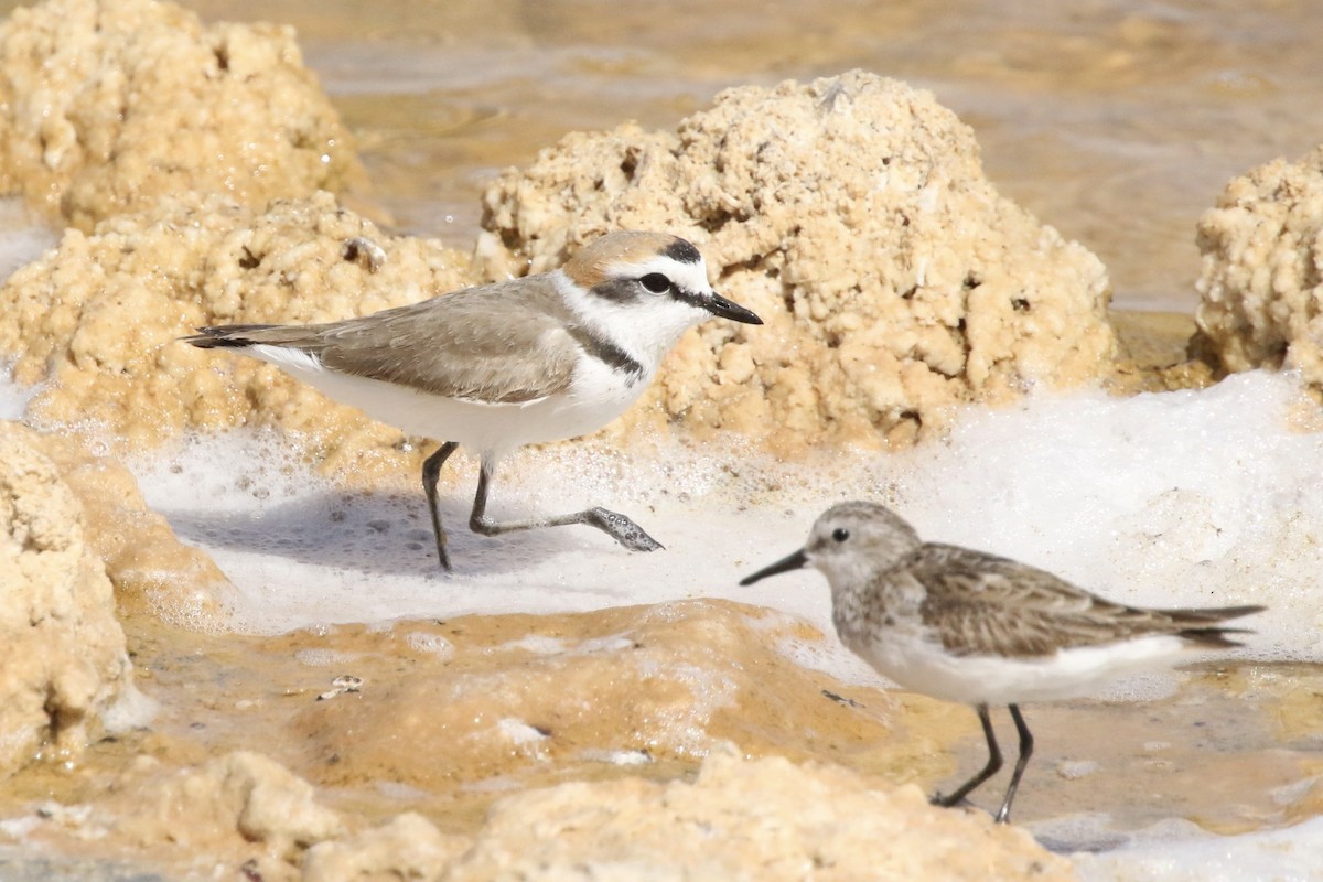 Kentish Plover - Krista Oswald