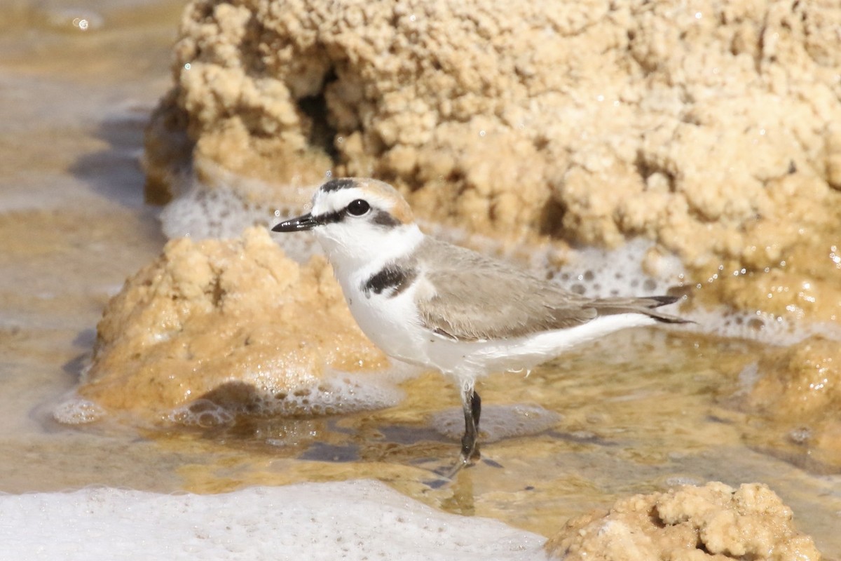 Kentish Plover - Krista Oswald