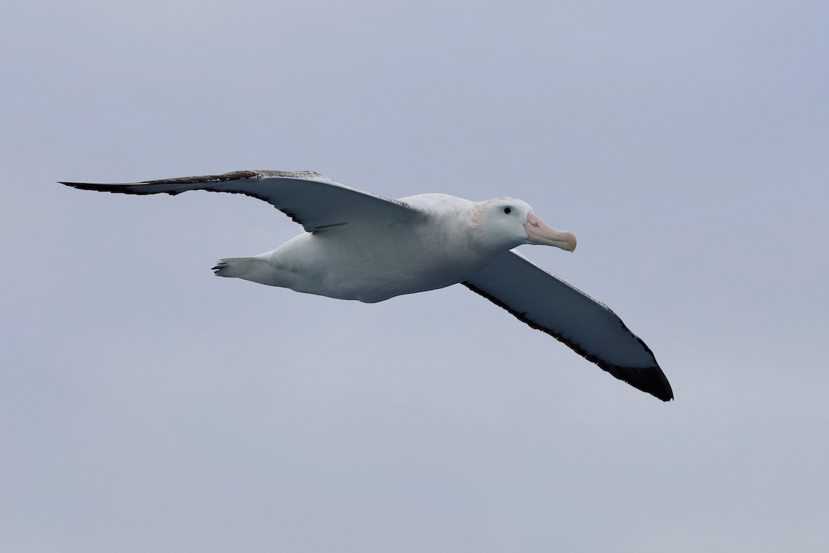 Snowy Albatross - ML422257961