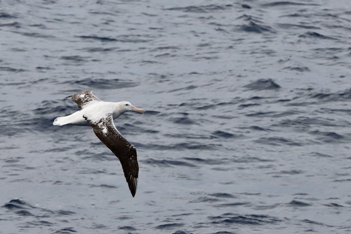 albatros stěhovavý - ML422257971