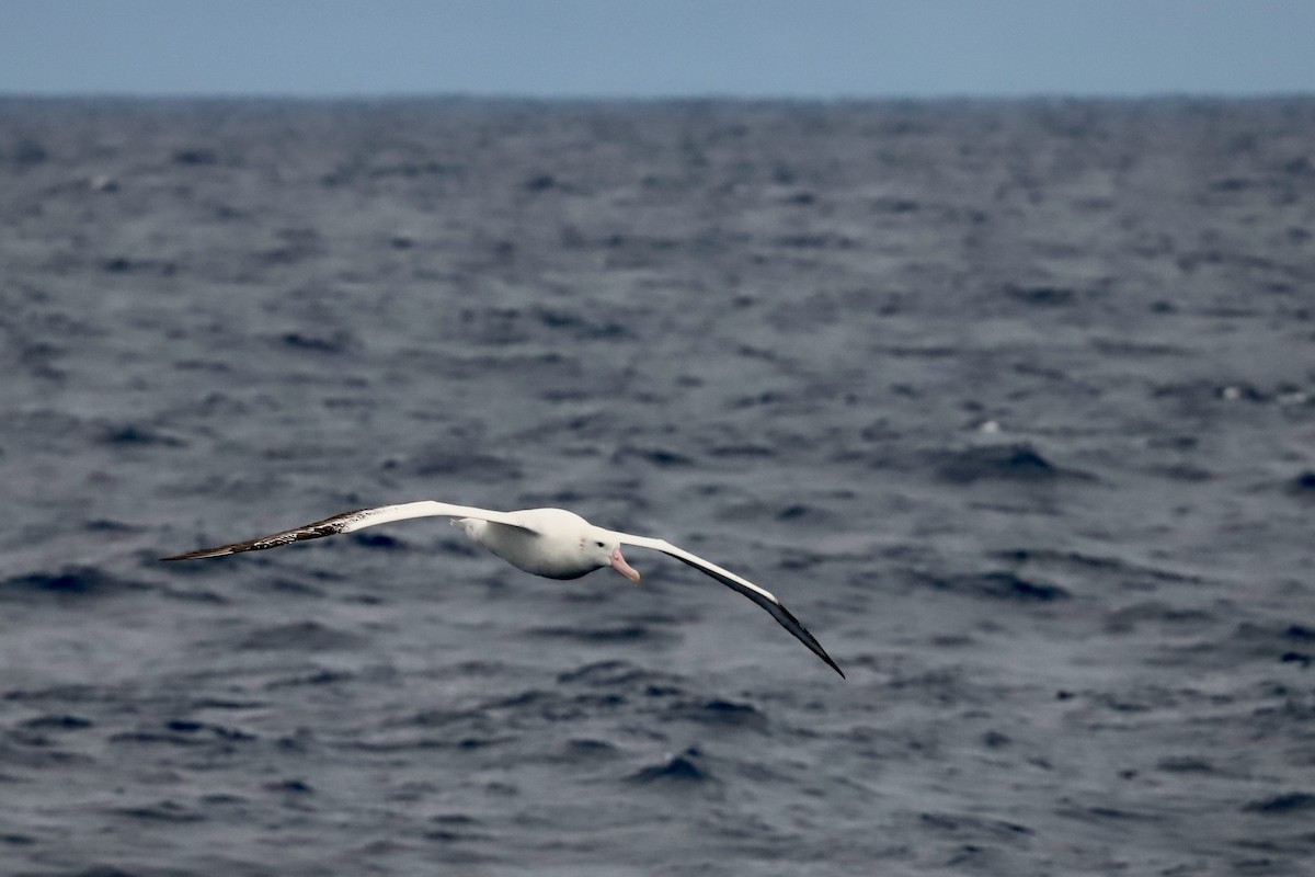 Snowy Albatross - ML422257981