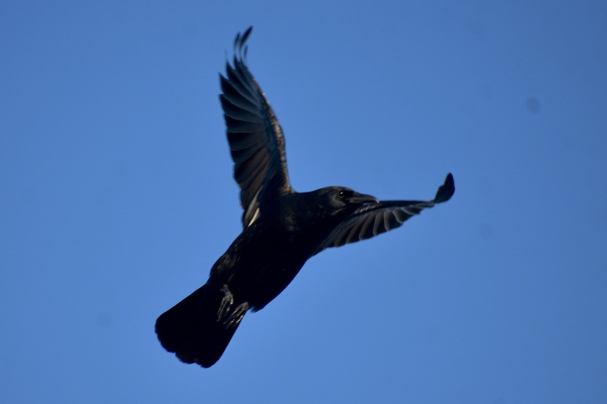 Fish Crow - ML422258341