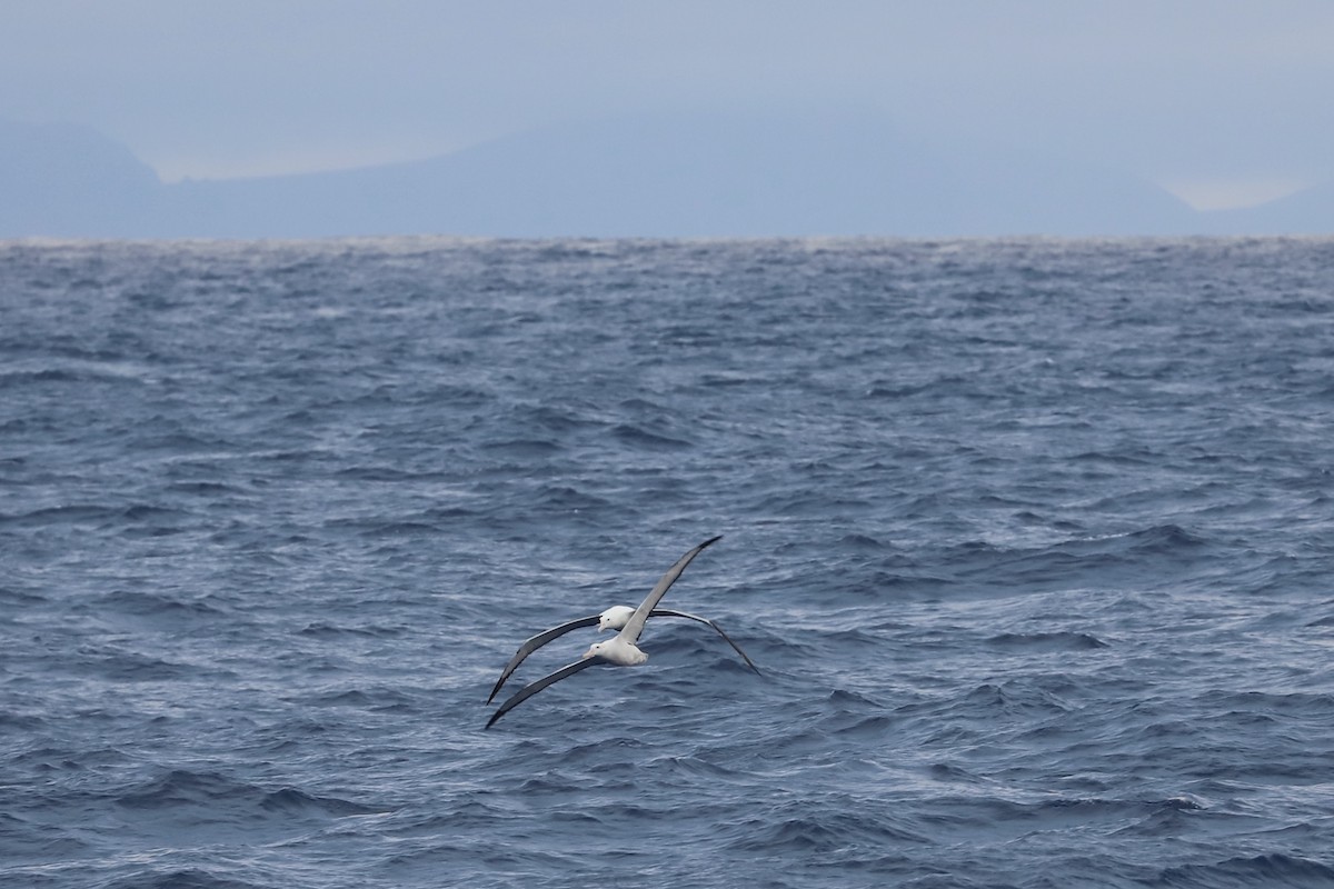 albatros stěhovavý - ML422258441