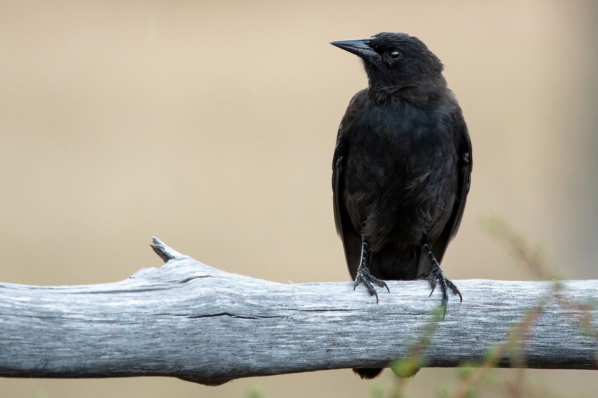 Austral Blackbird - ML422258661