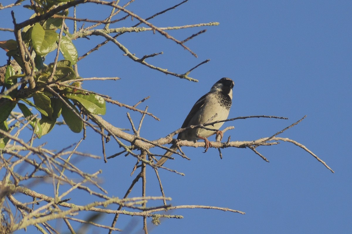 House Sparrow - ML422258671