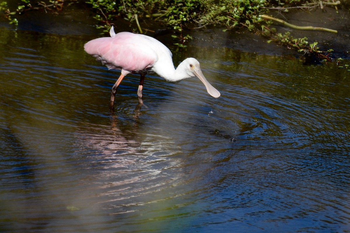 Roseate Spoonbill - Alena Capek