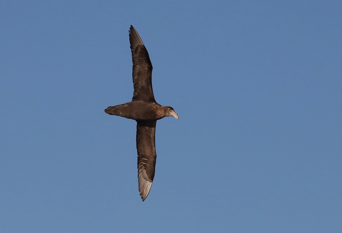 Southern Giant-Petrel - Olivier Langrand