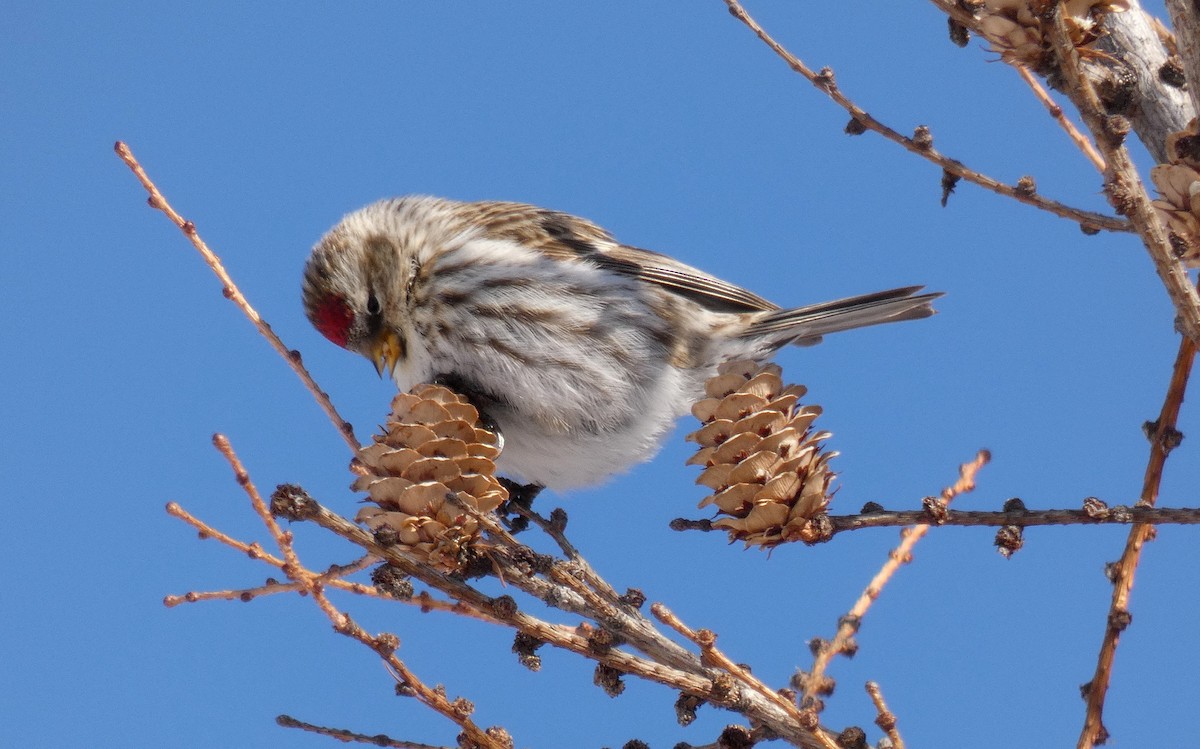 Common Redpoll - Martine Giroux