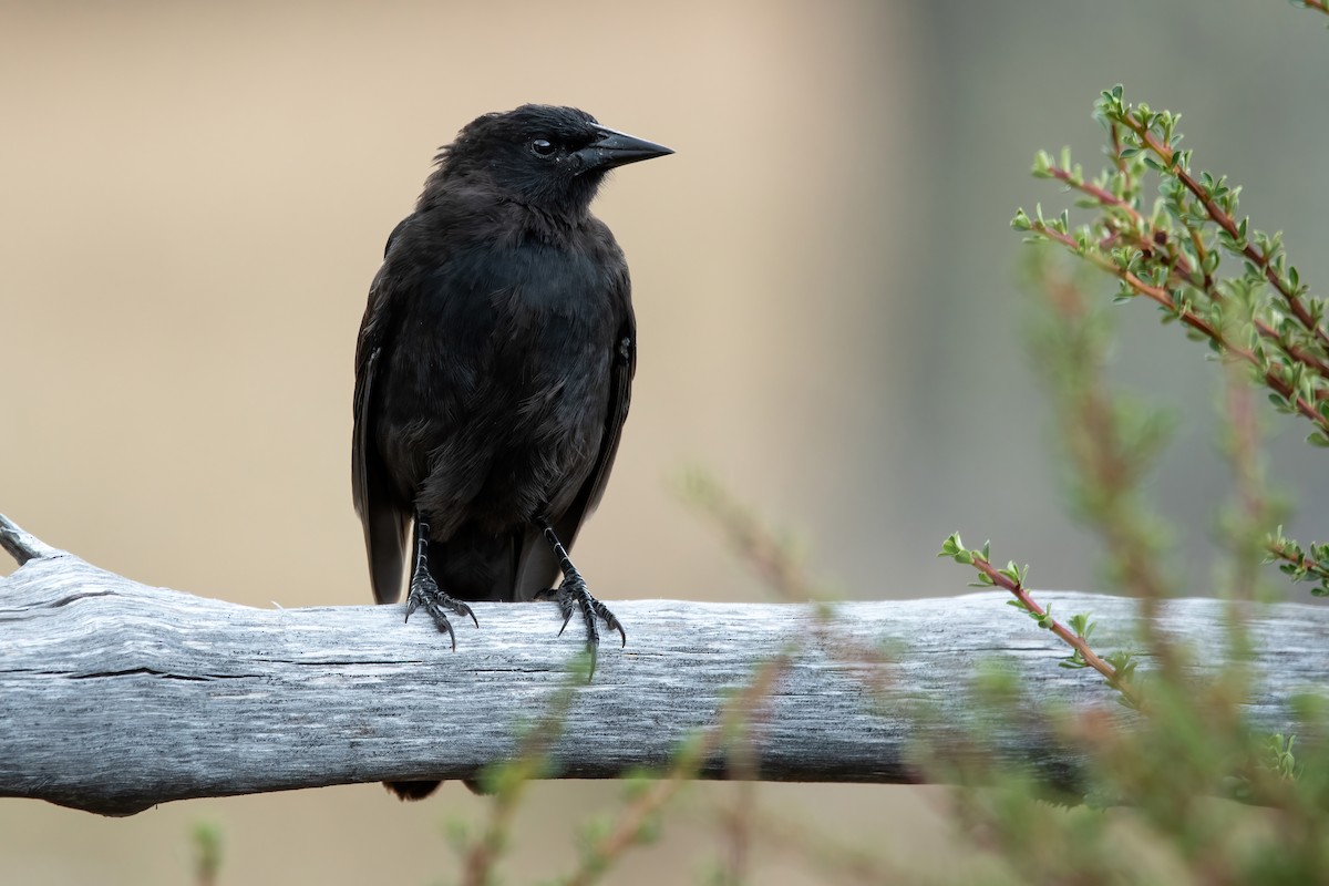 Austral Blackbird - ML422259871