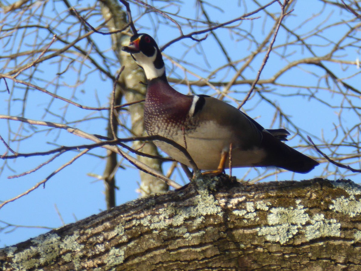 Wood Duck - ML422260651